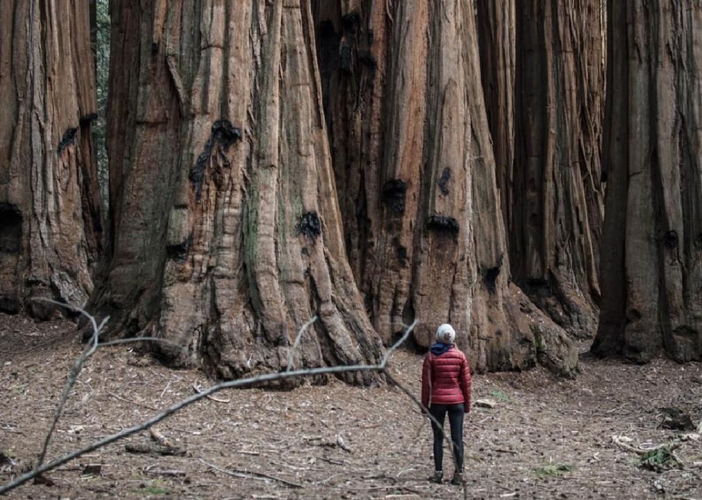 2. Sequoia